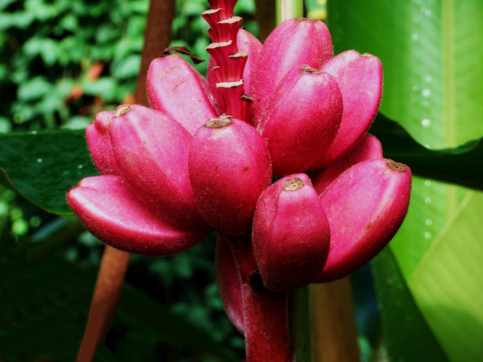 Pink bananas grown in Kew Gardens.jpg