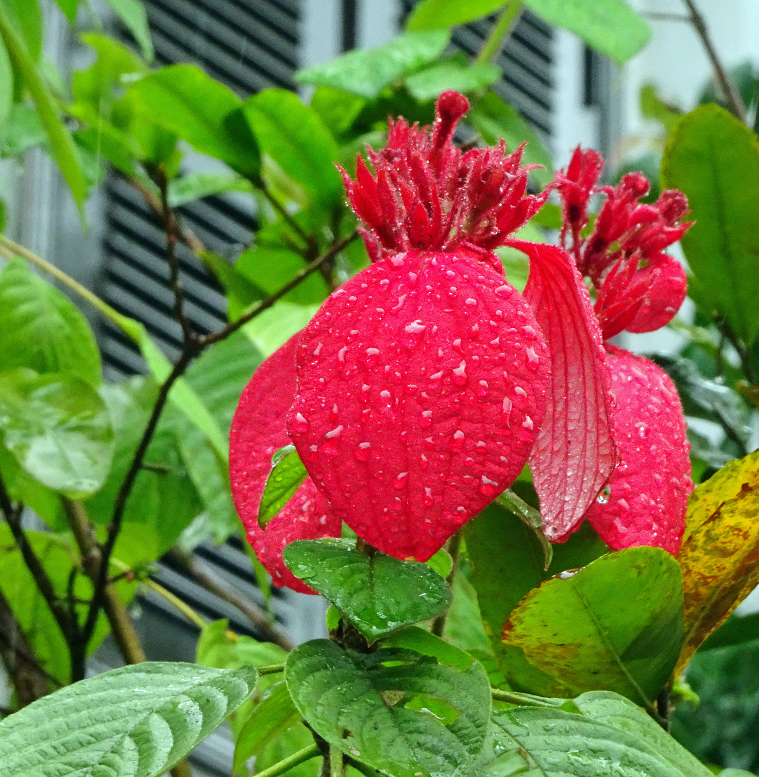 Flowers-in-the-Rain.jpg