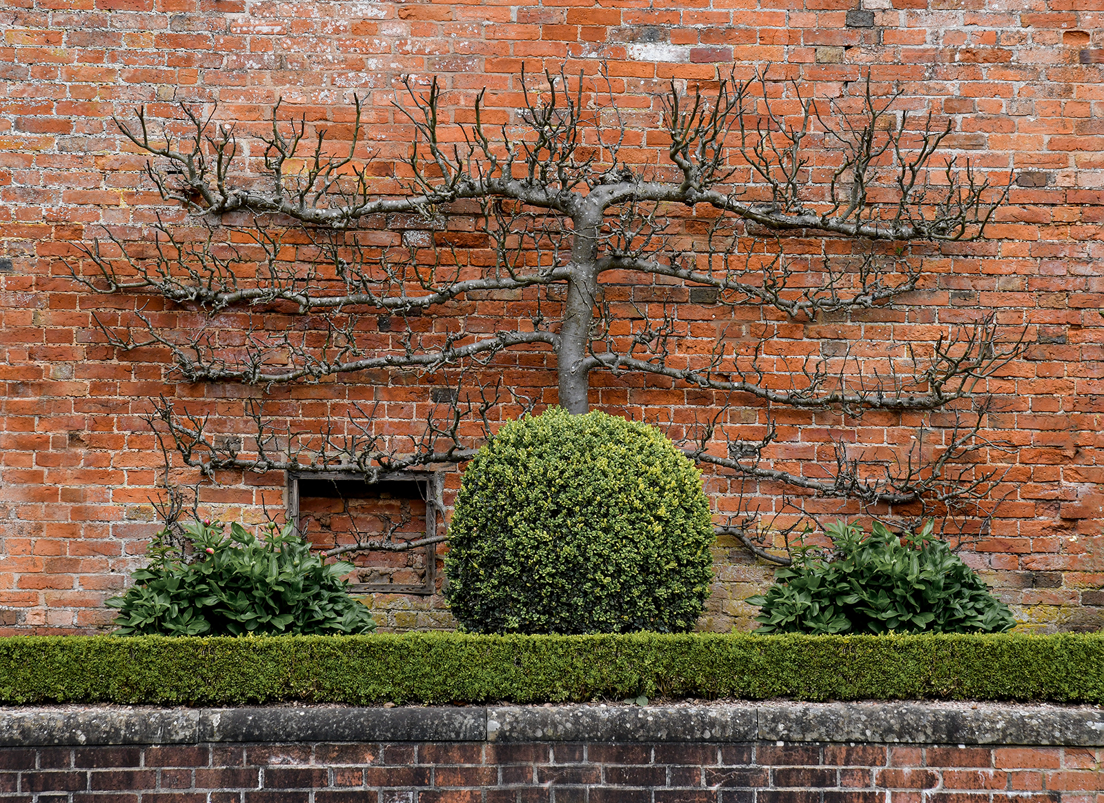 Espalier apple tree.jpg