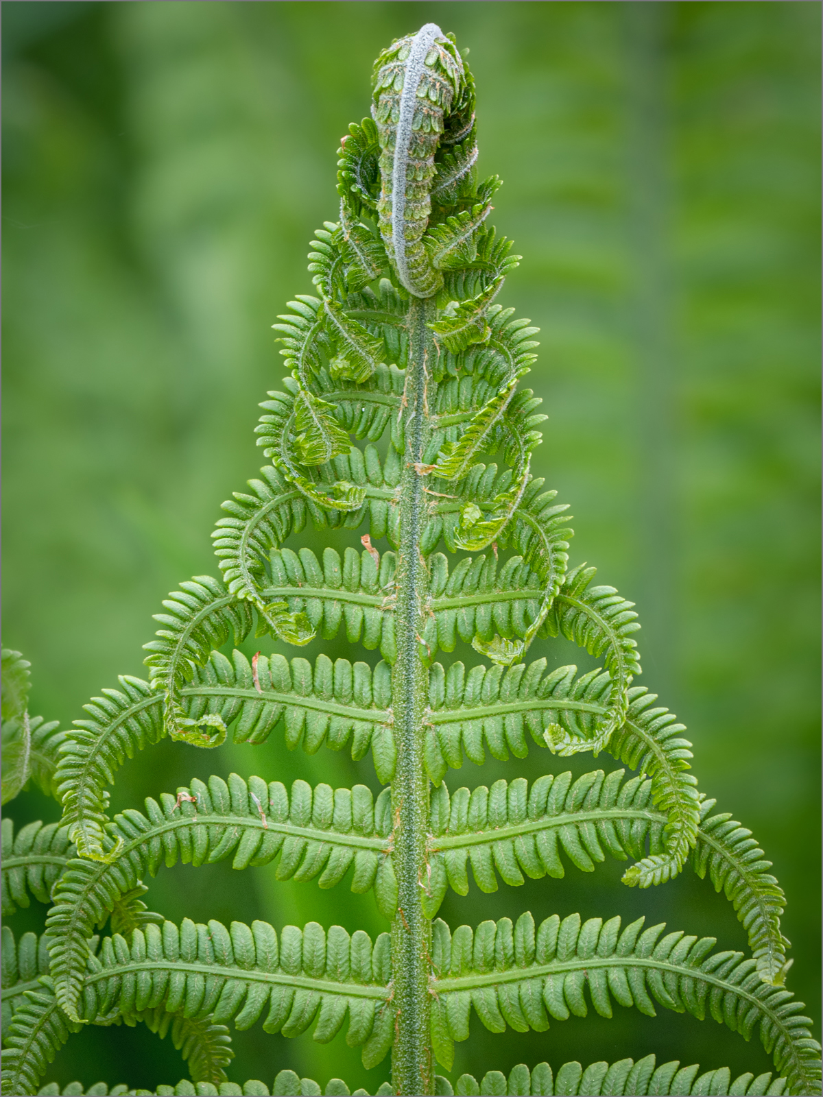 Fern.jpg