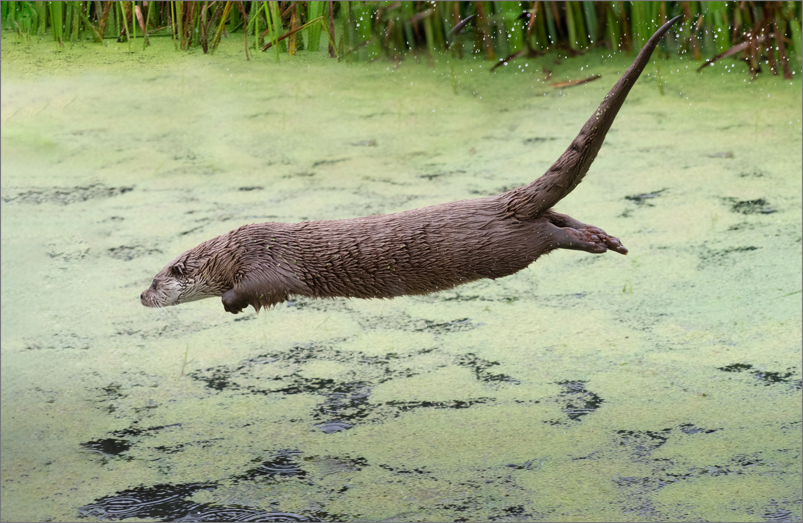 Flying Otter.jpg