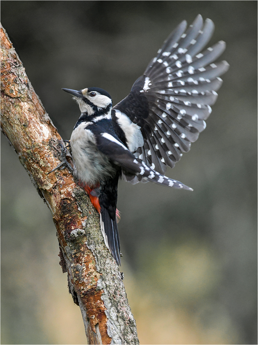 Great spotted woodpecker.jpg