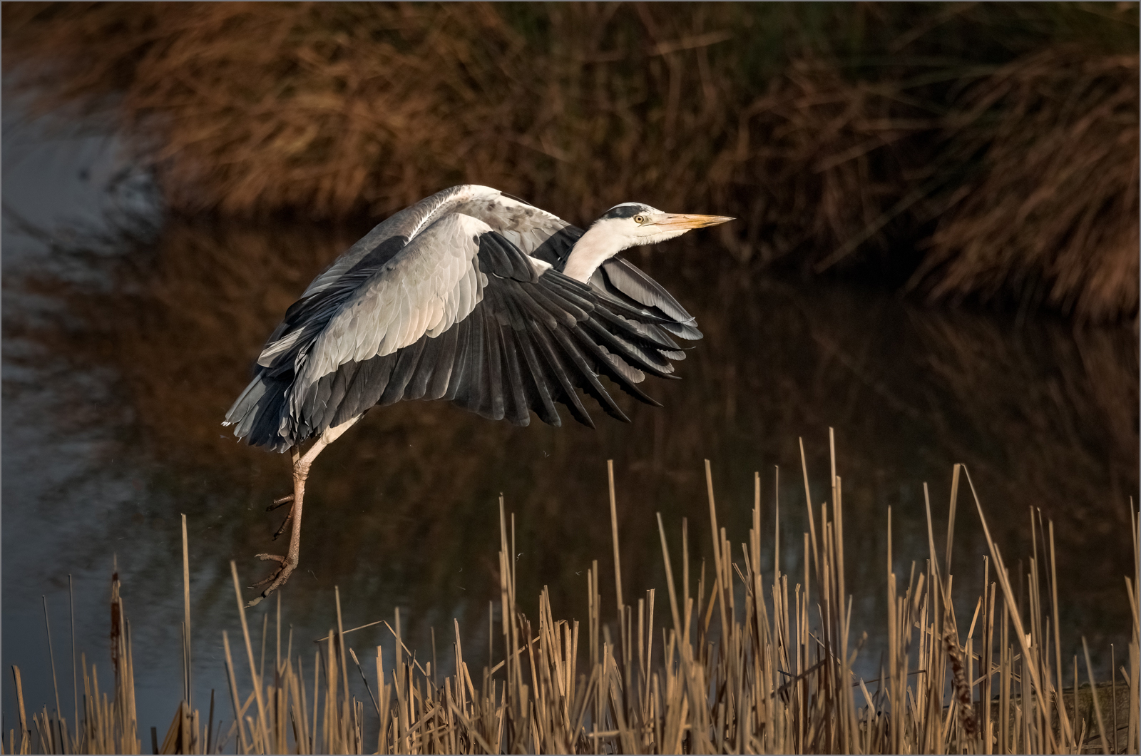 Heron.jpg