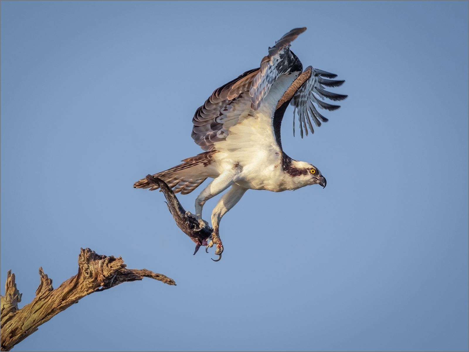 Osprey with fish.jpg