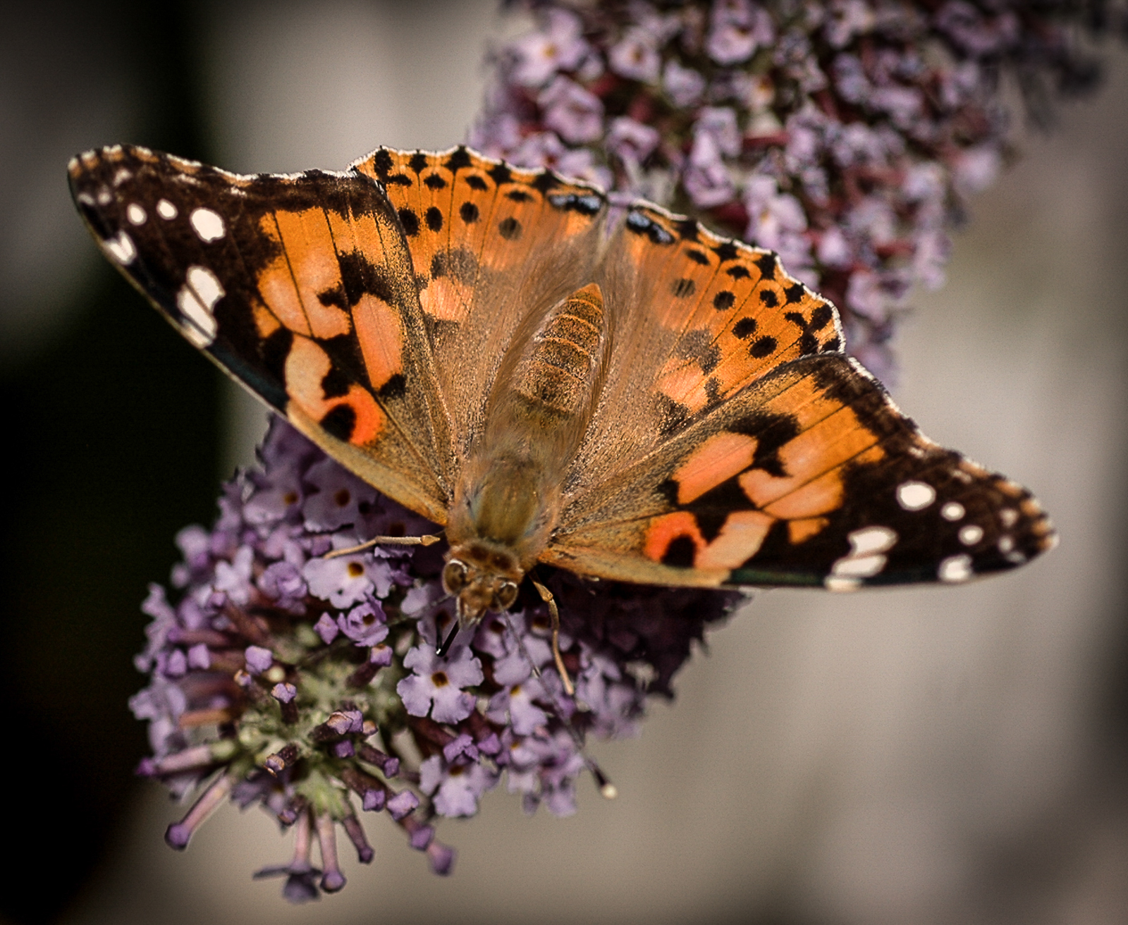 Painted Lady.jpg