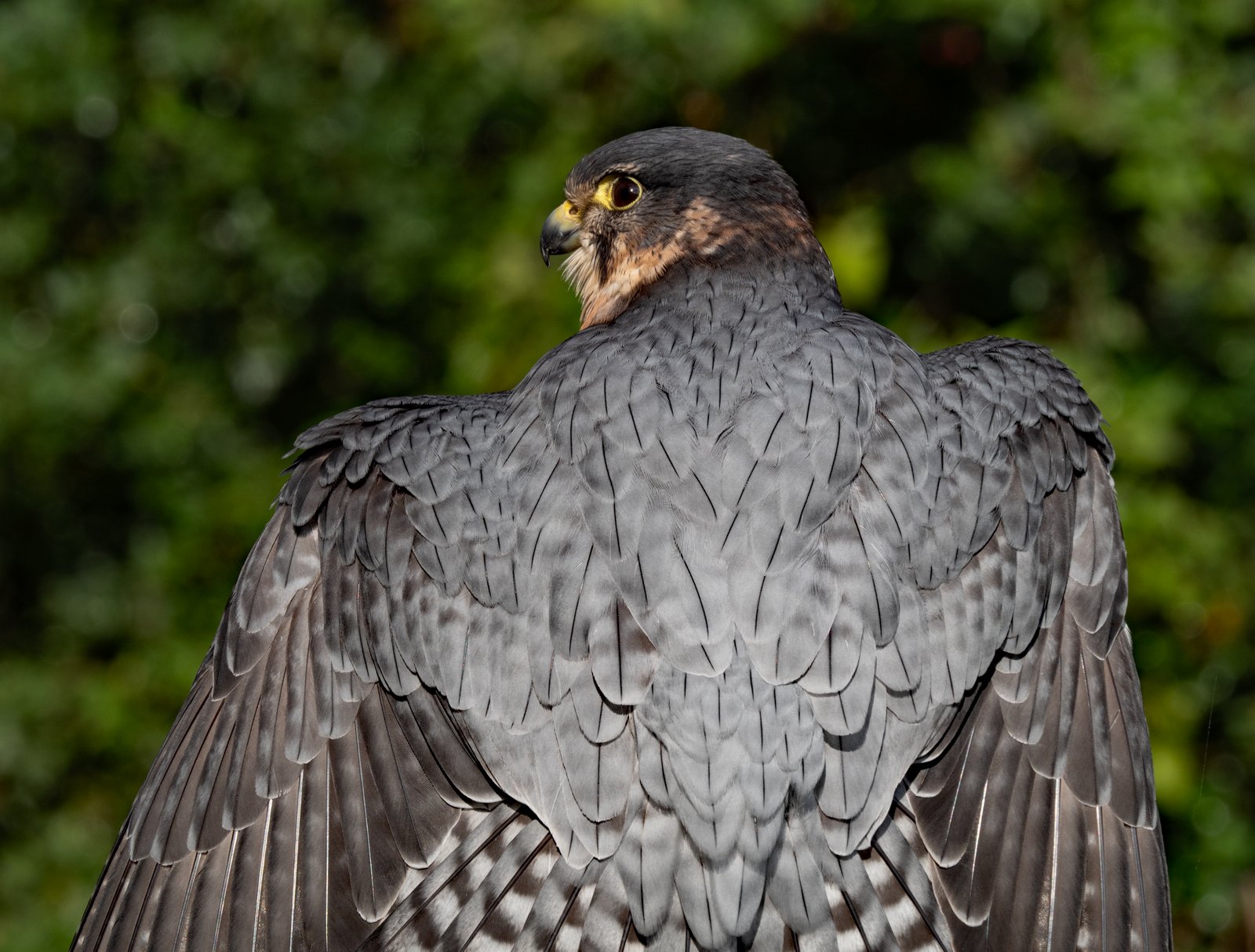 Peregrine Falcon Catching some Rays.jpg