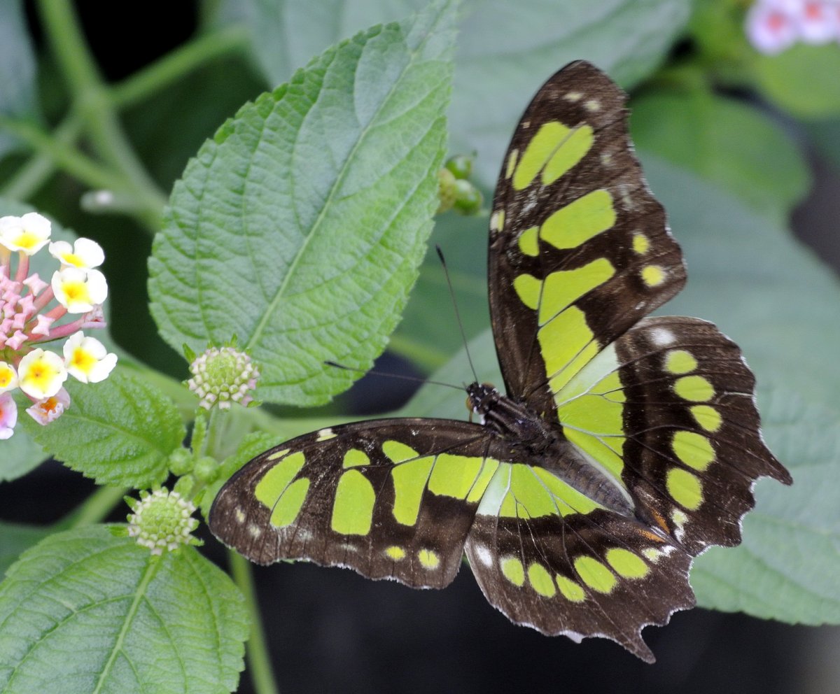 A green beauty.JPG