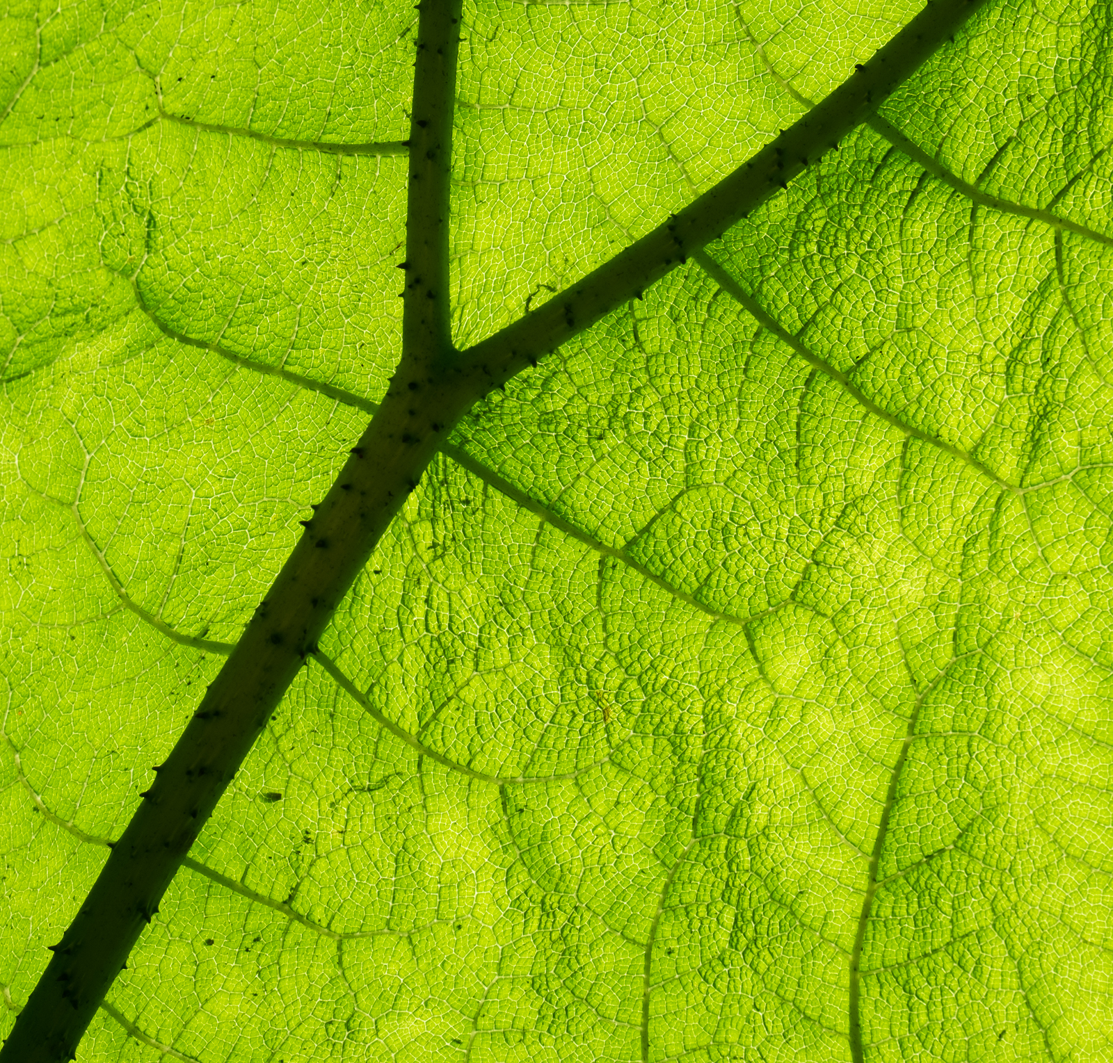 Backlit Giant Hogweed.jpg