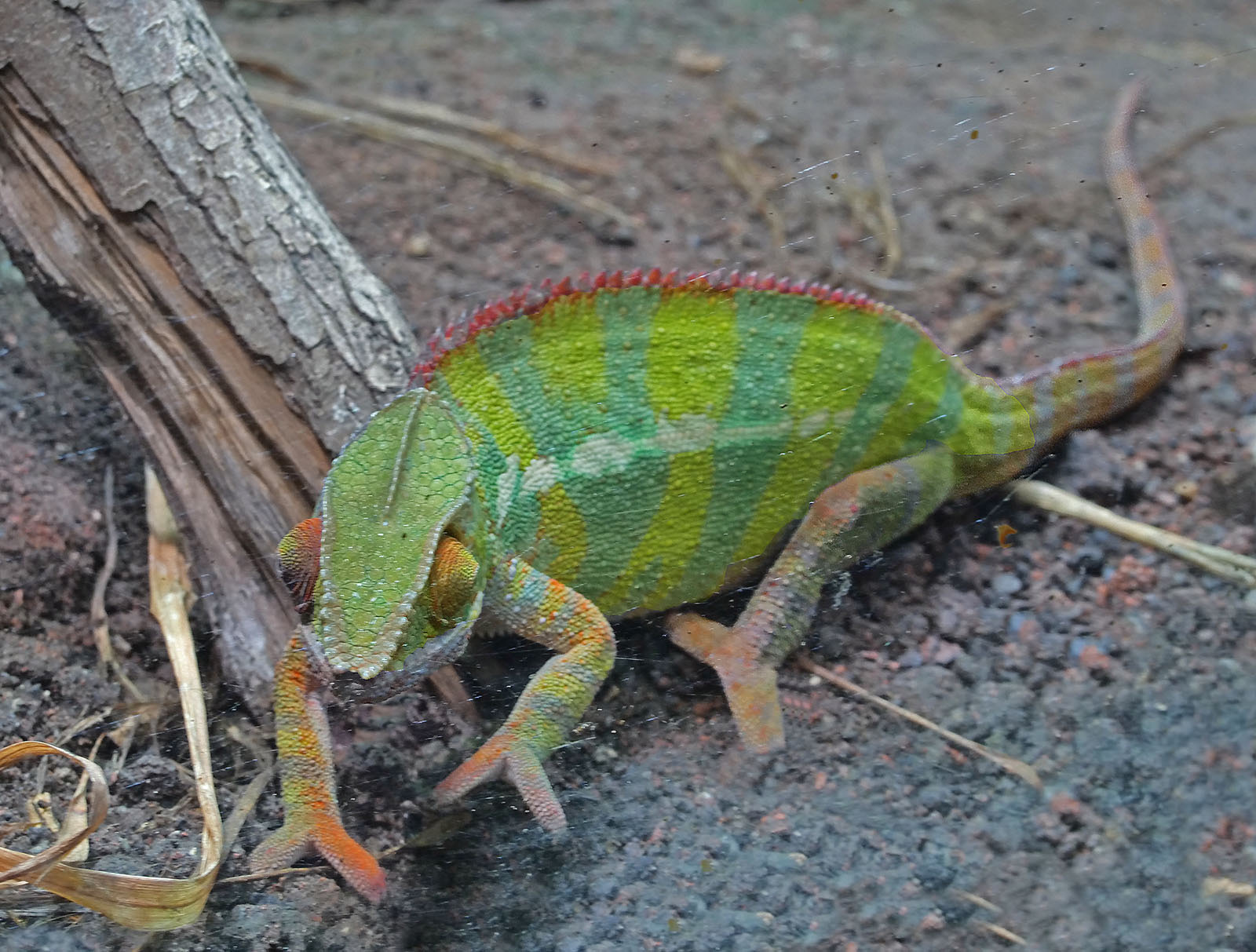 Chameleon.jpg