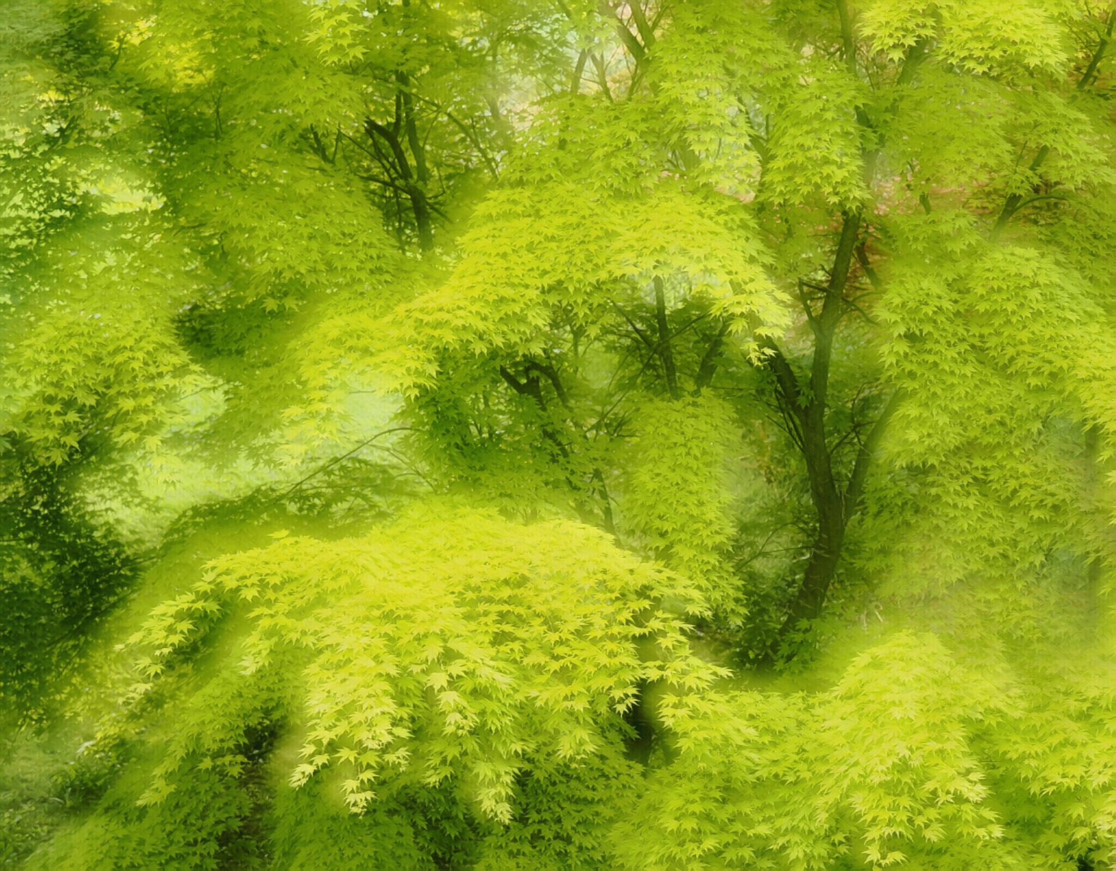 Soft Greens.jpg