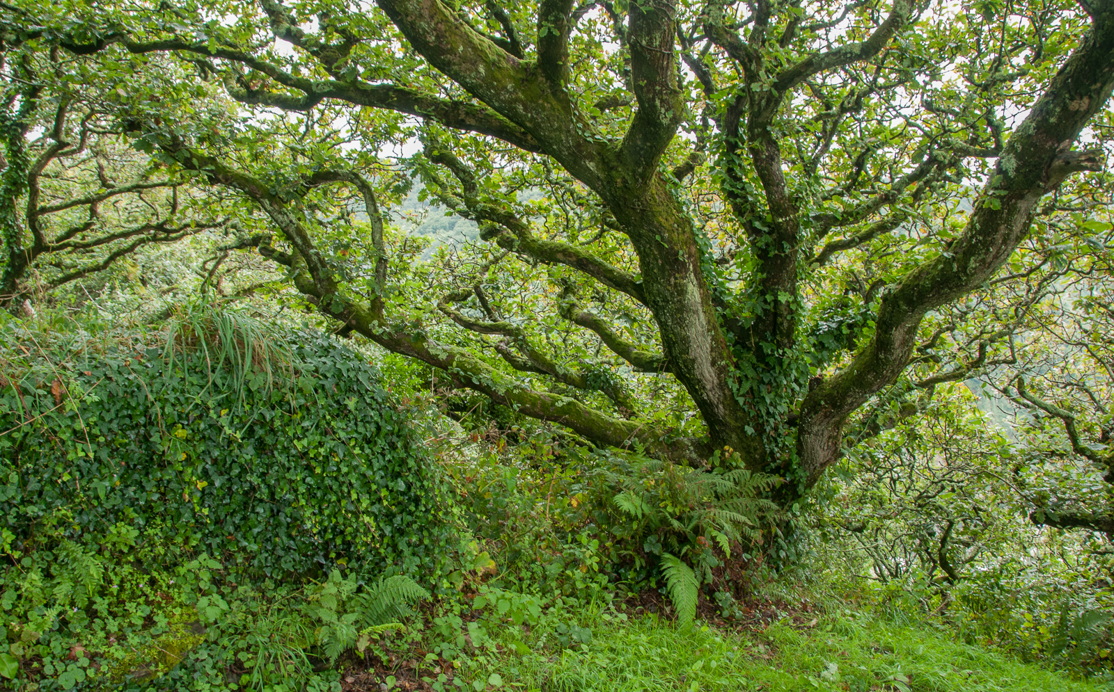 Temporate Rainforest N. Devon.jpg