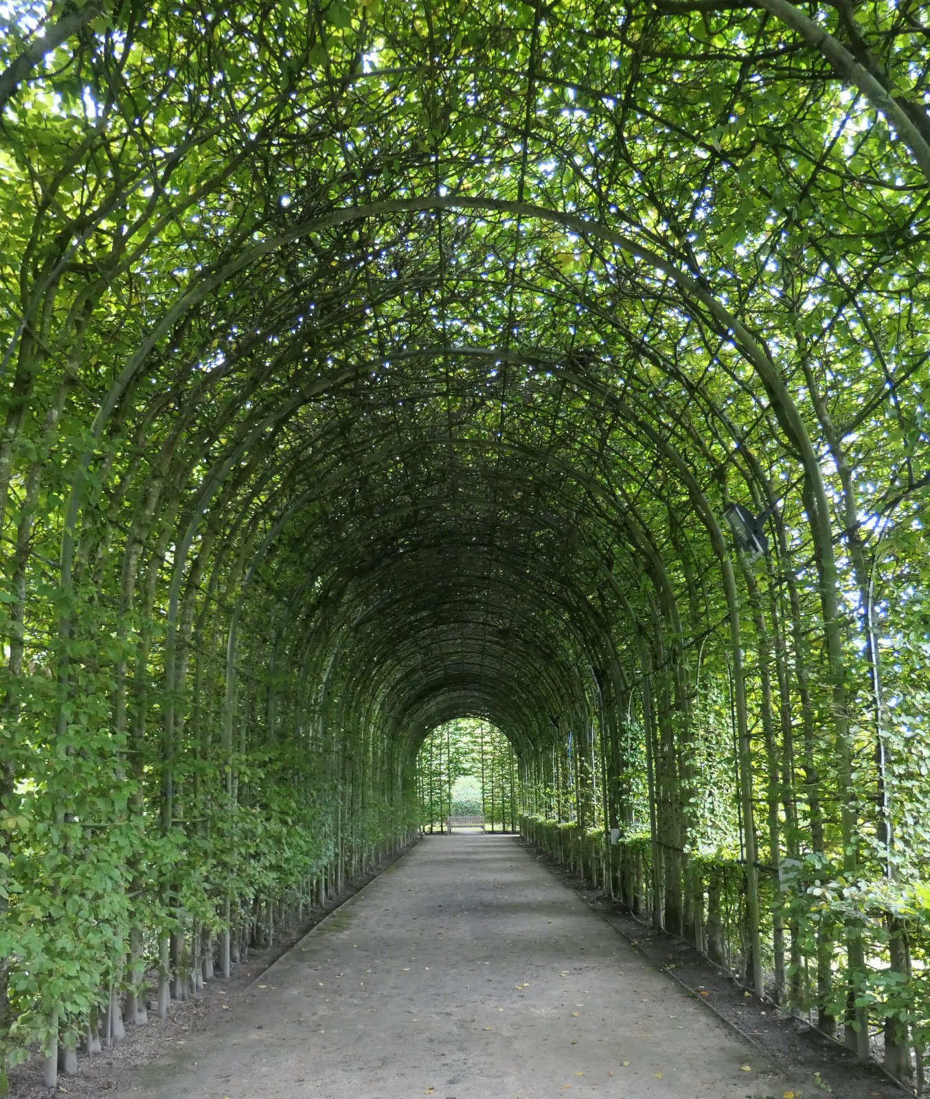 The Green Tunnel.JPG