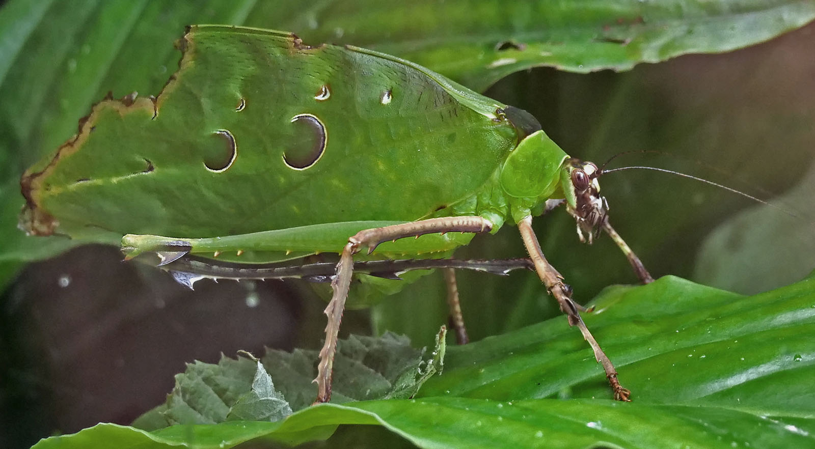 giant leaf katydid.jpg