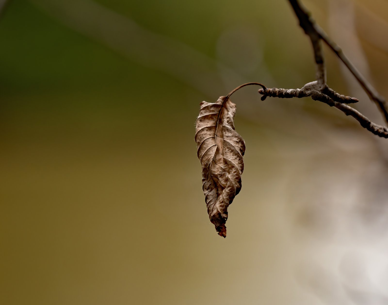 A Single Leaf.jpg