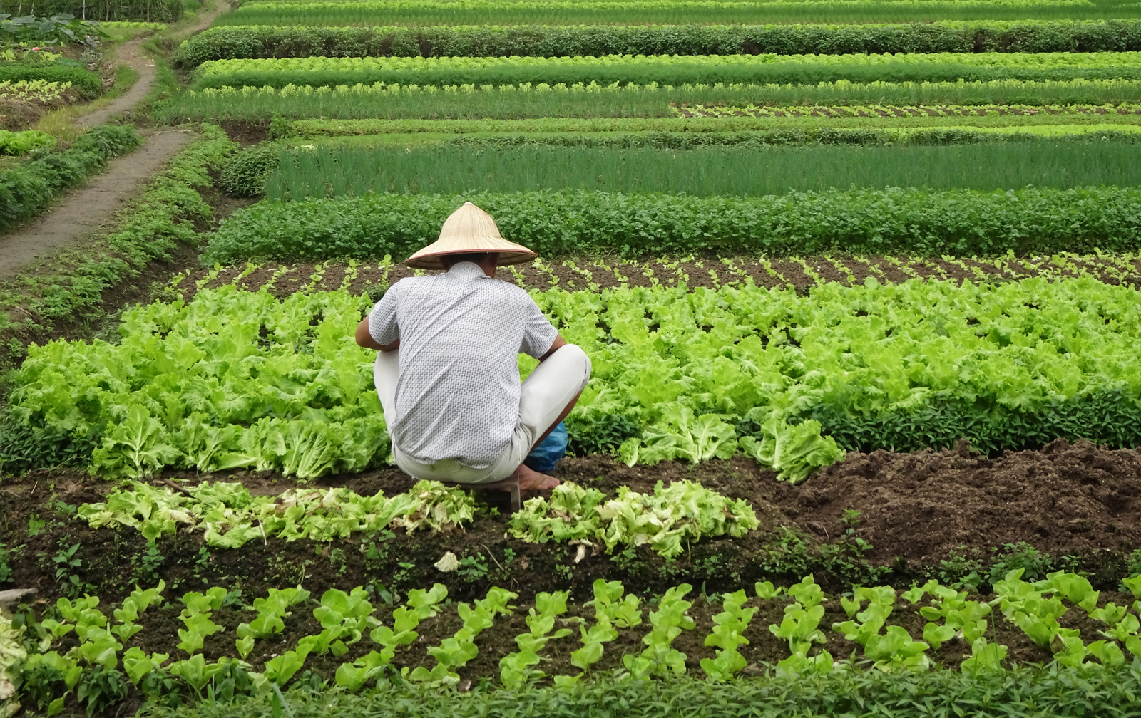 Harvesting-the-Crop.jpg