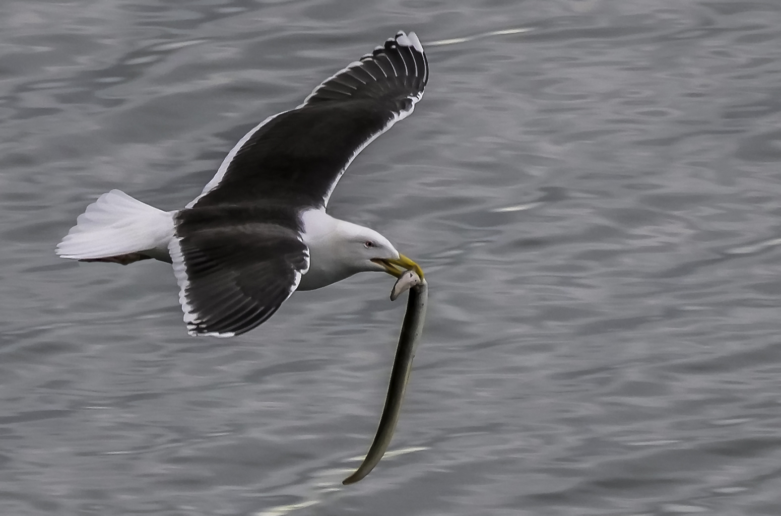 lone gull with eel.jpg