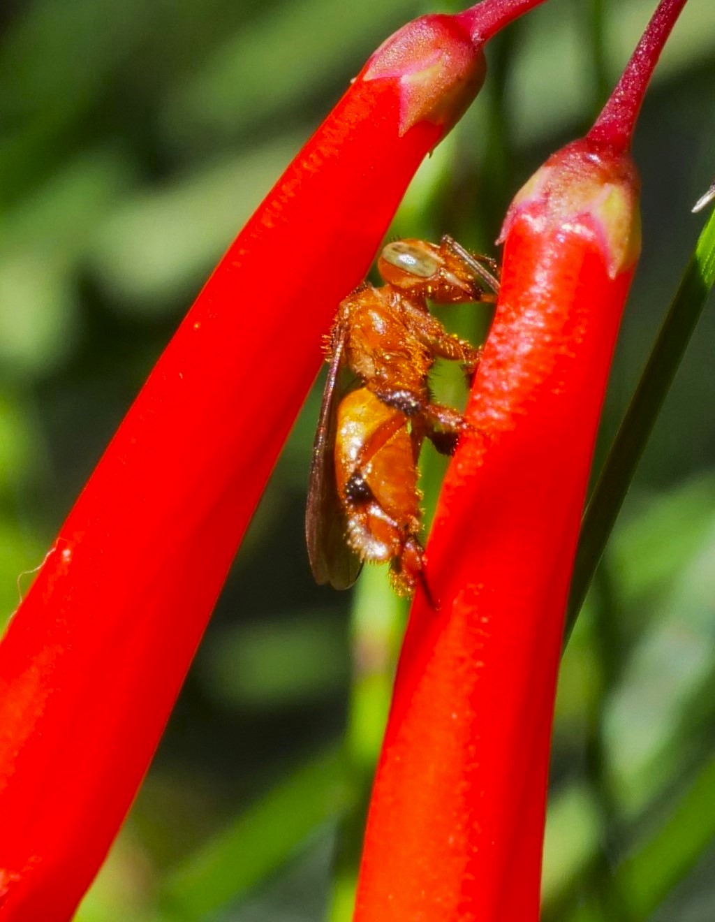 ant framed by flowers.JPG