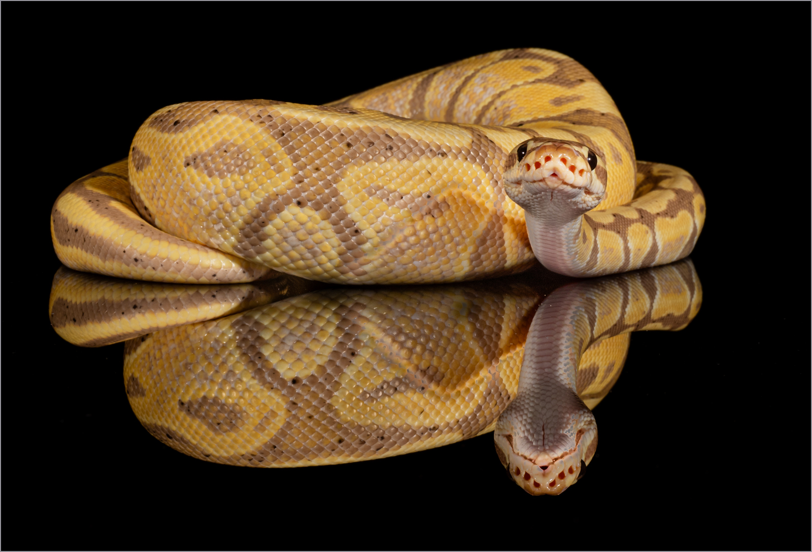 Corn Snake.jpg