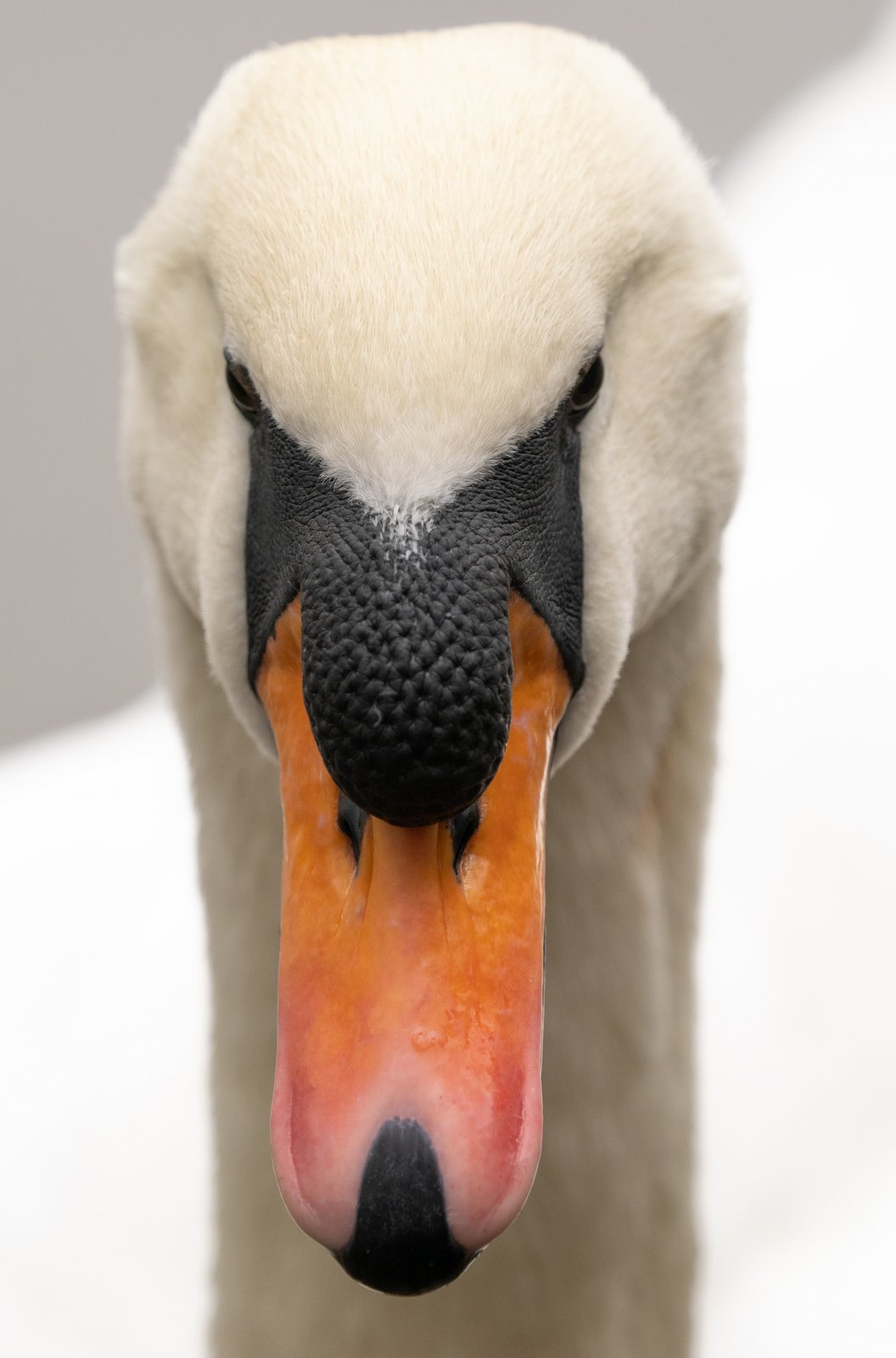 Mute Swan Eye-to-Eye .jpg