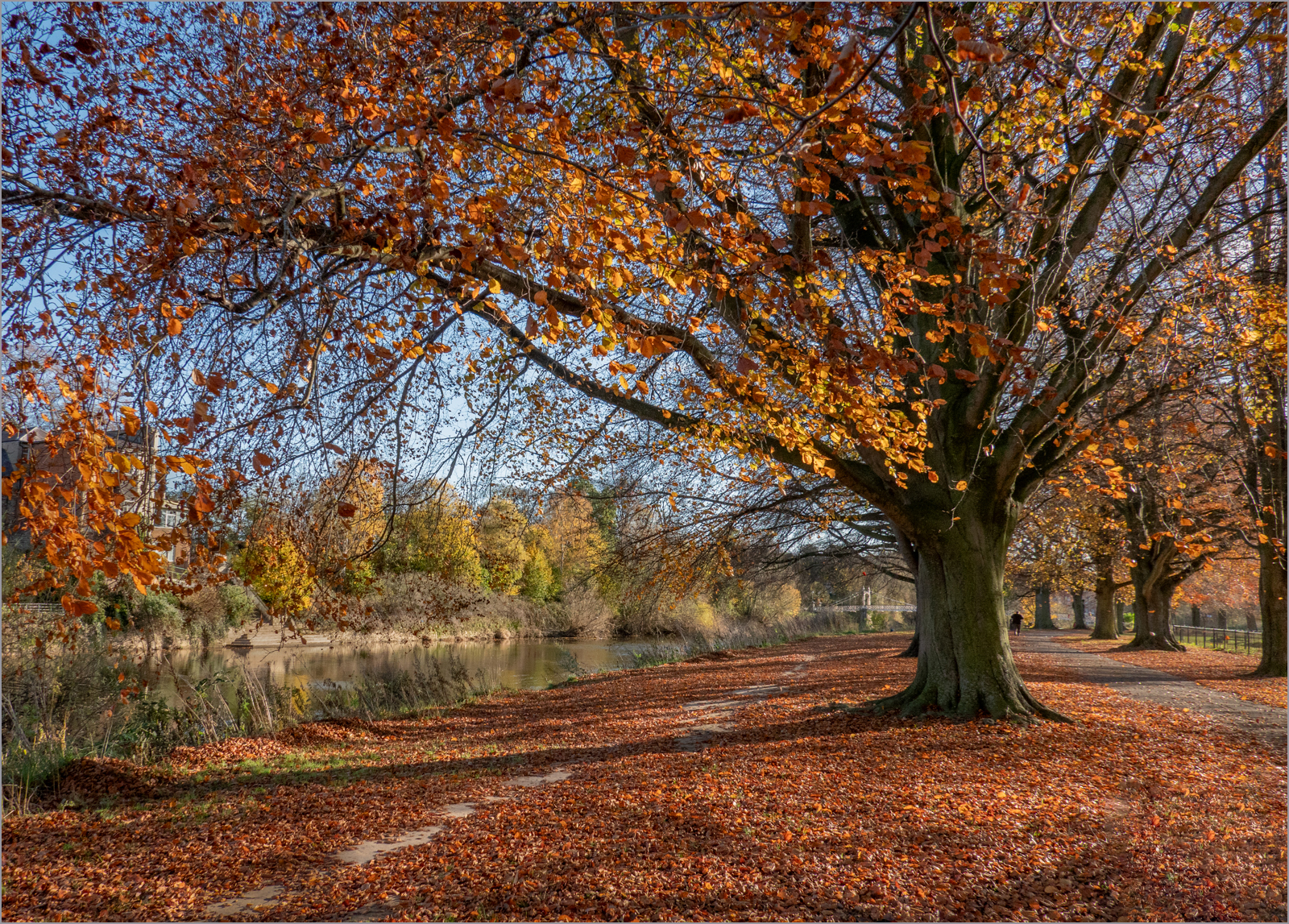 Beeches by the Wye.jpg