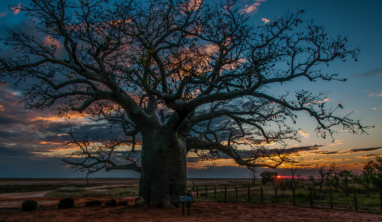 Boab Tree W.A.JPG