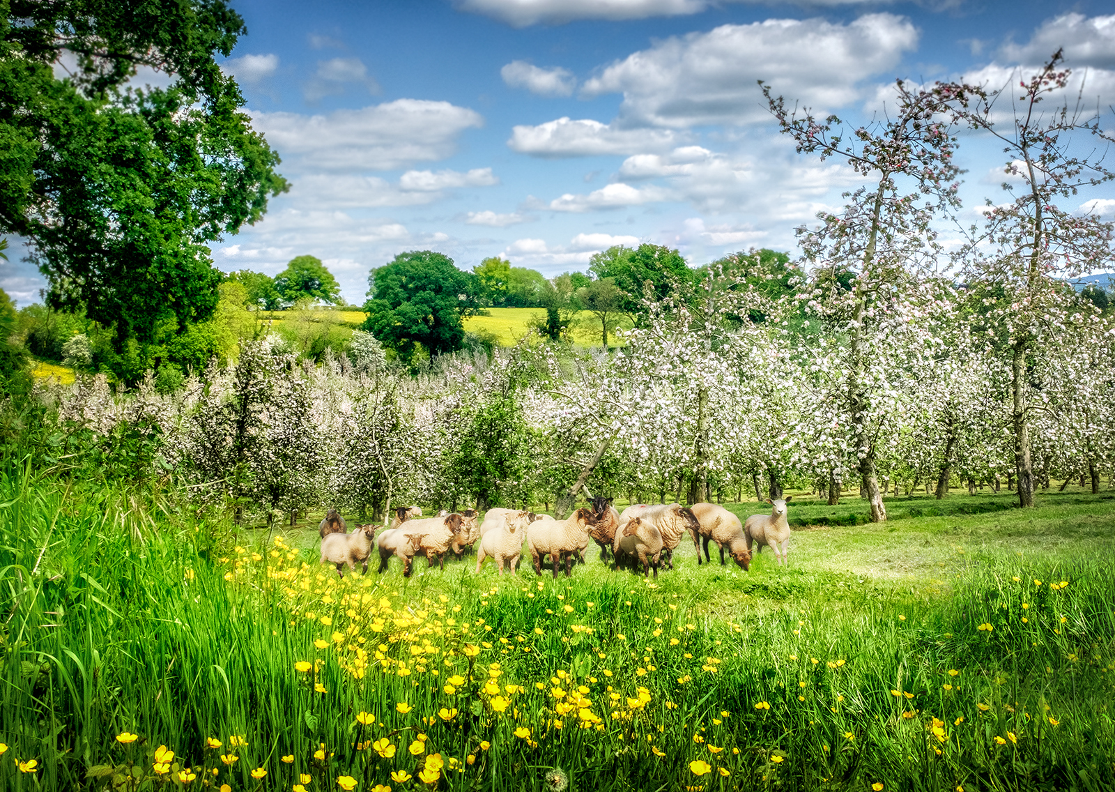 Herefordshire trees.jpg