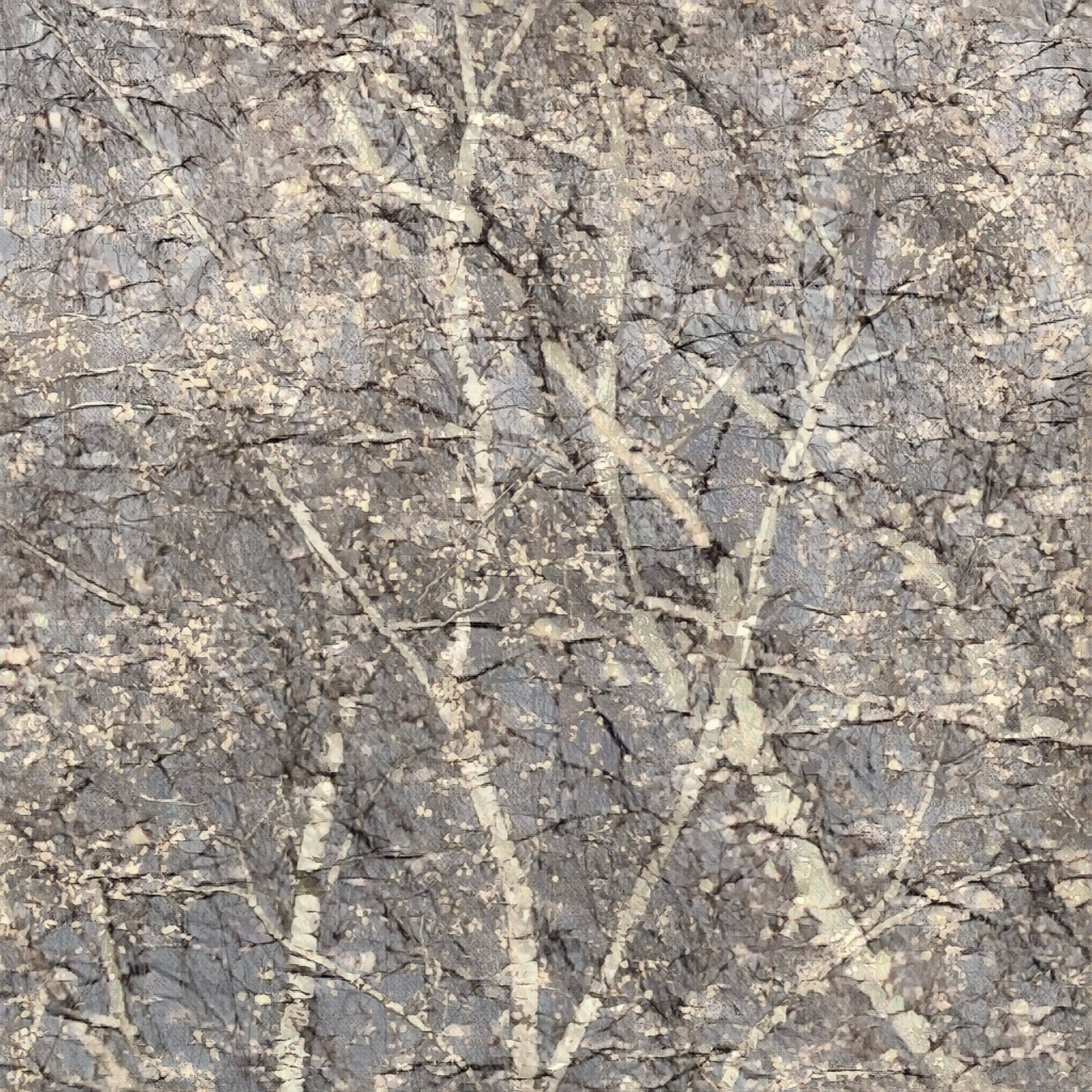 Silver birch.jpg