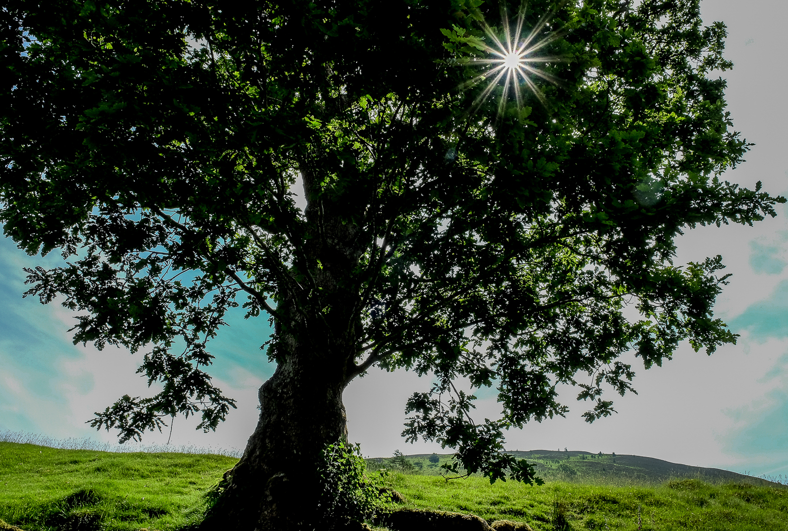 Sunlight through Oak Tree.JPG