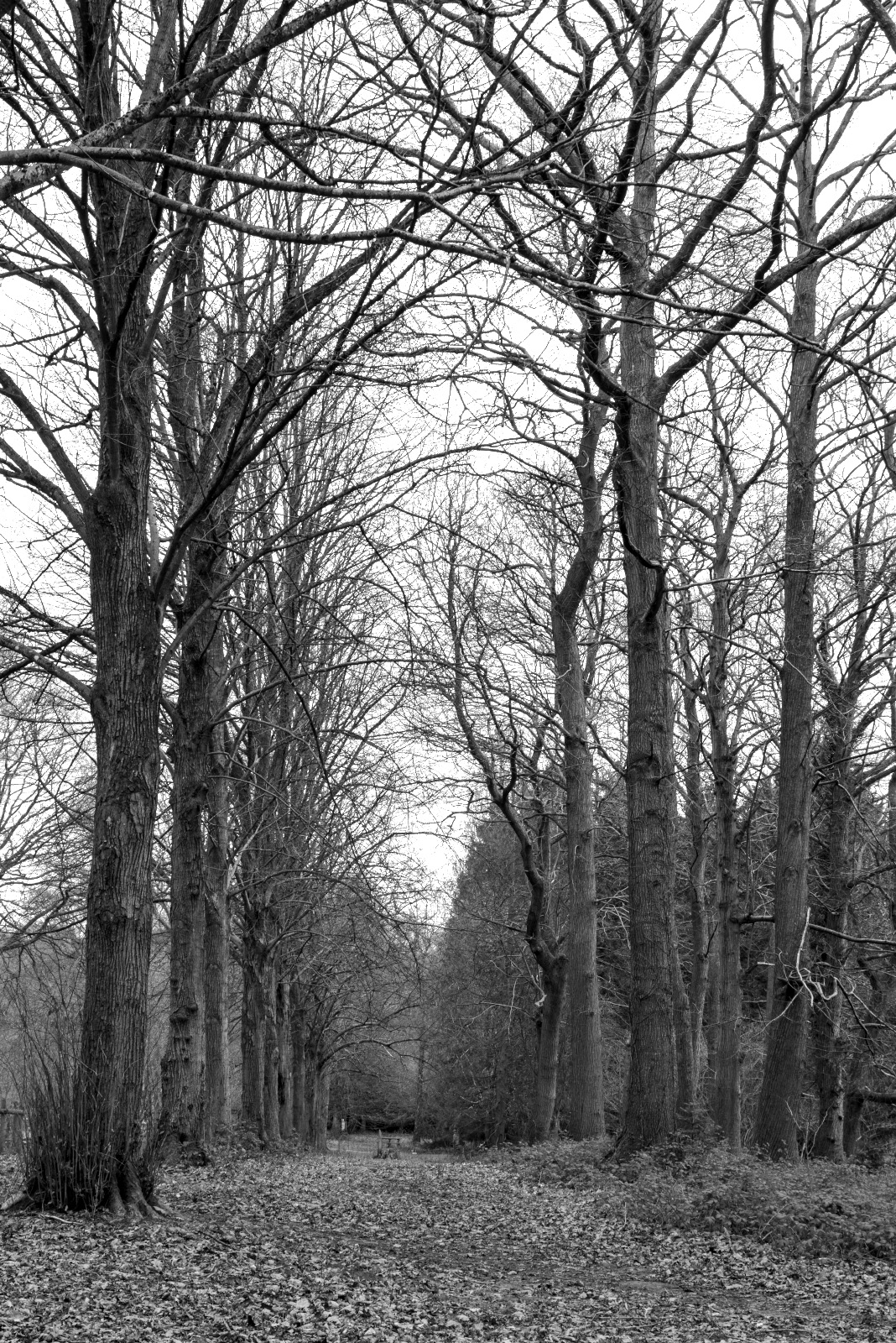 Tree Lined Path B_W.jpg