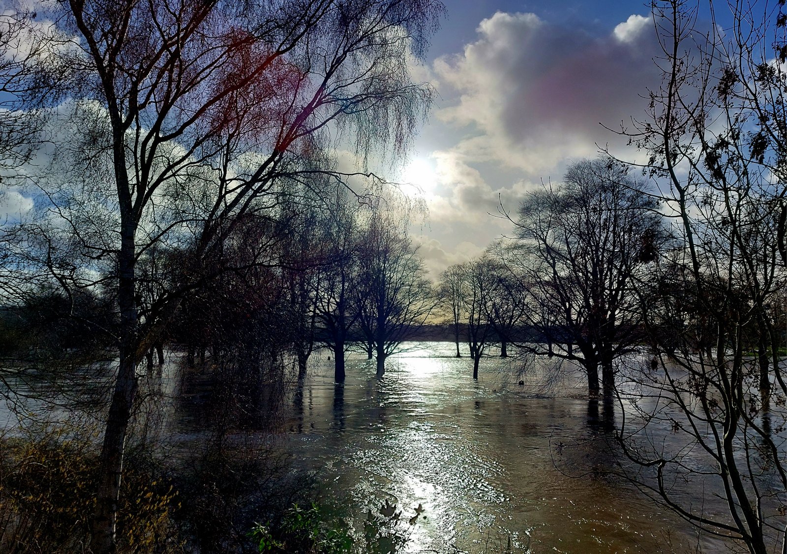 Watery Trees.jpg