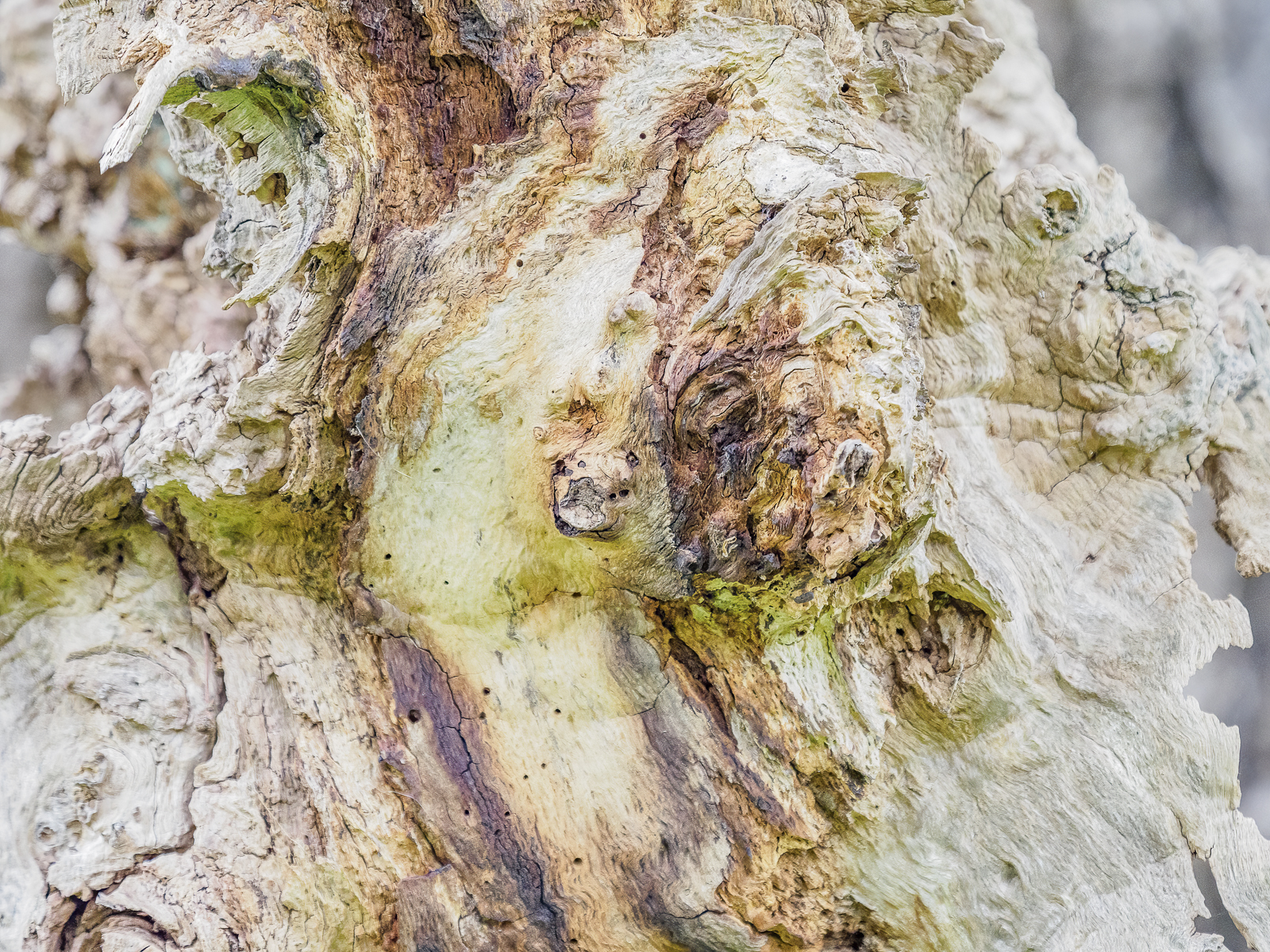 Decaying Apple tree.jpg