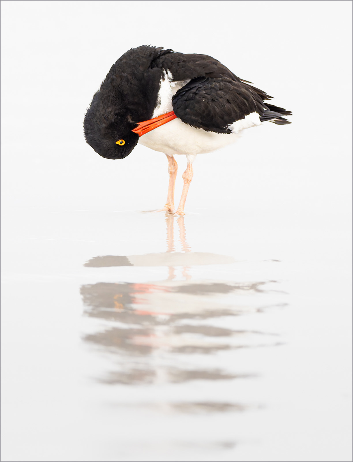 Oystercatcher preening