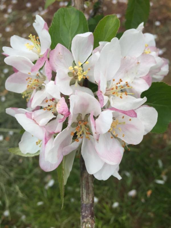 Herefordshire apple cider blossom.jpg