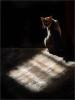 Temple Cat