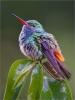 Rufous-tailed Hummingbird
