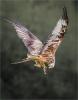 Red Kite Feeding